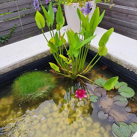 Les Herbes Folles Bed & Breakfast